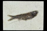 Fossil Fish (Knightia) - Green River Formation #129787-1